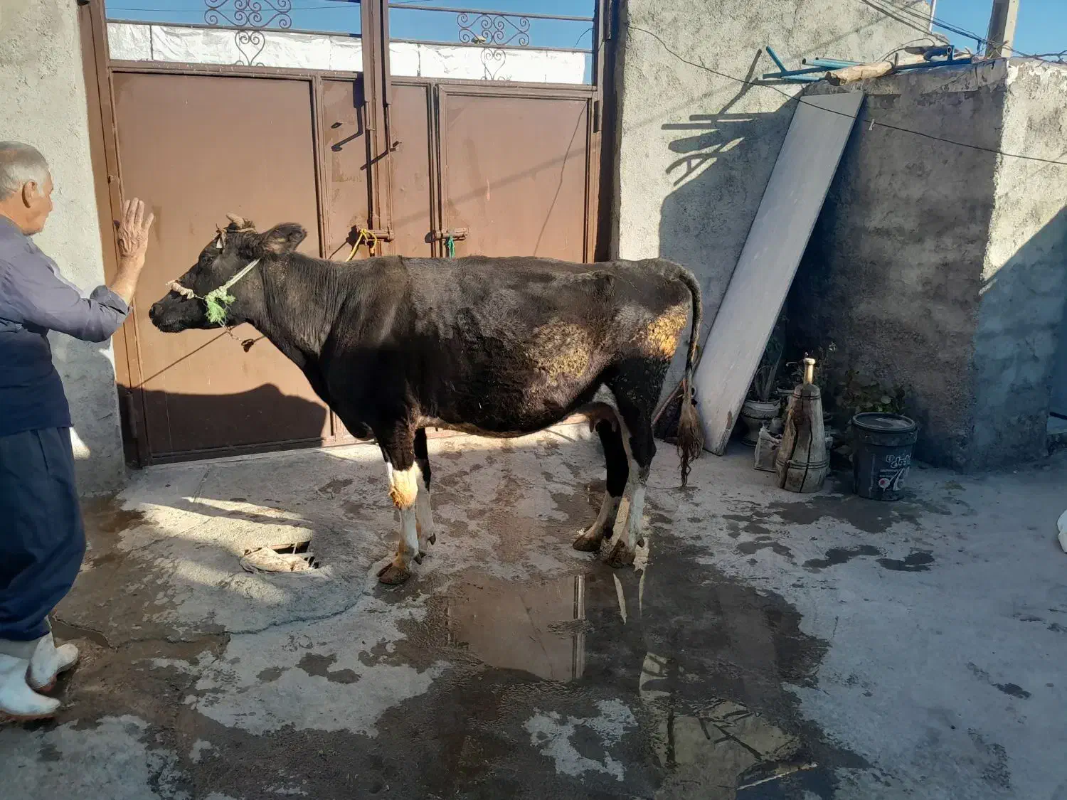 گاو|حیوانات مزرعه|بیستون, |دیوار