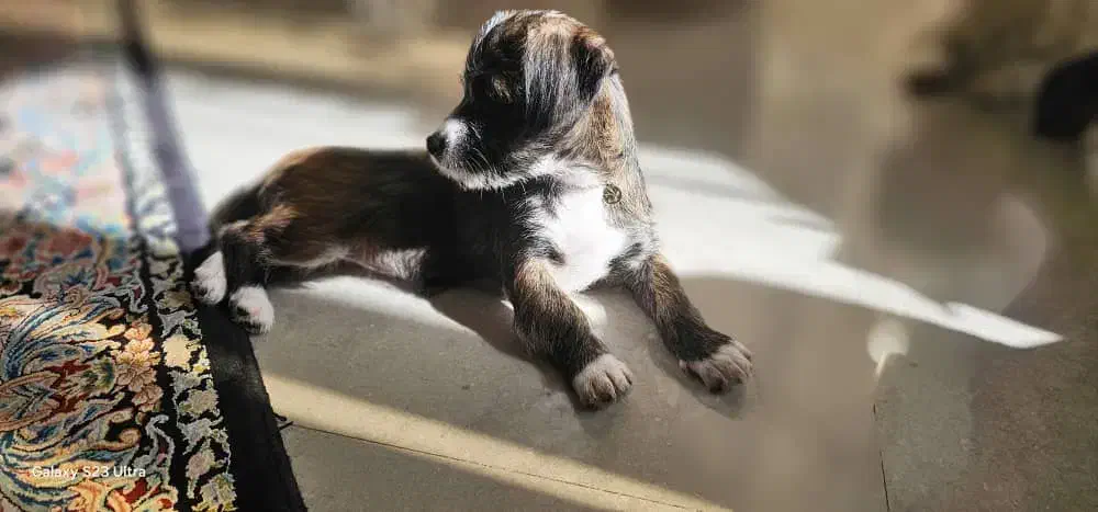 واگذاری سگ|سگ|پردیس, فاز ۴|دیوار