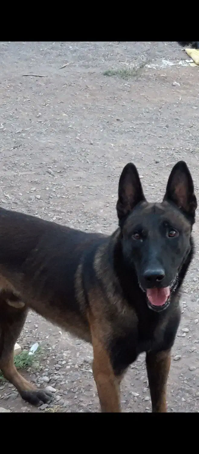 واگذاری توله مالینویز|سگ|کرمان, |دیوار