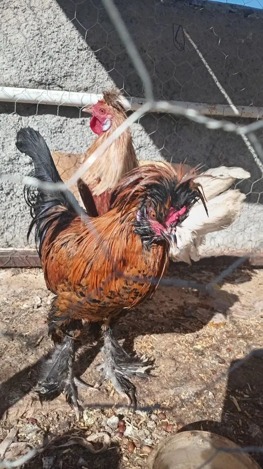 جوجه مرغ و خروس|پرنده|داران, |دیوار