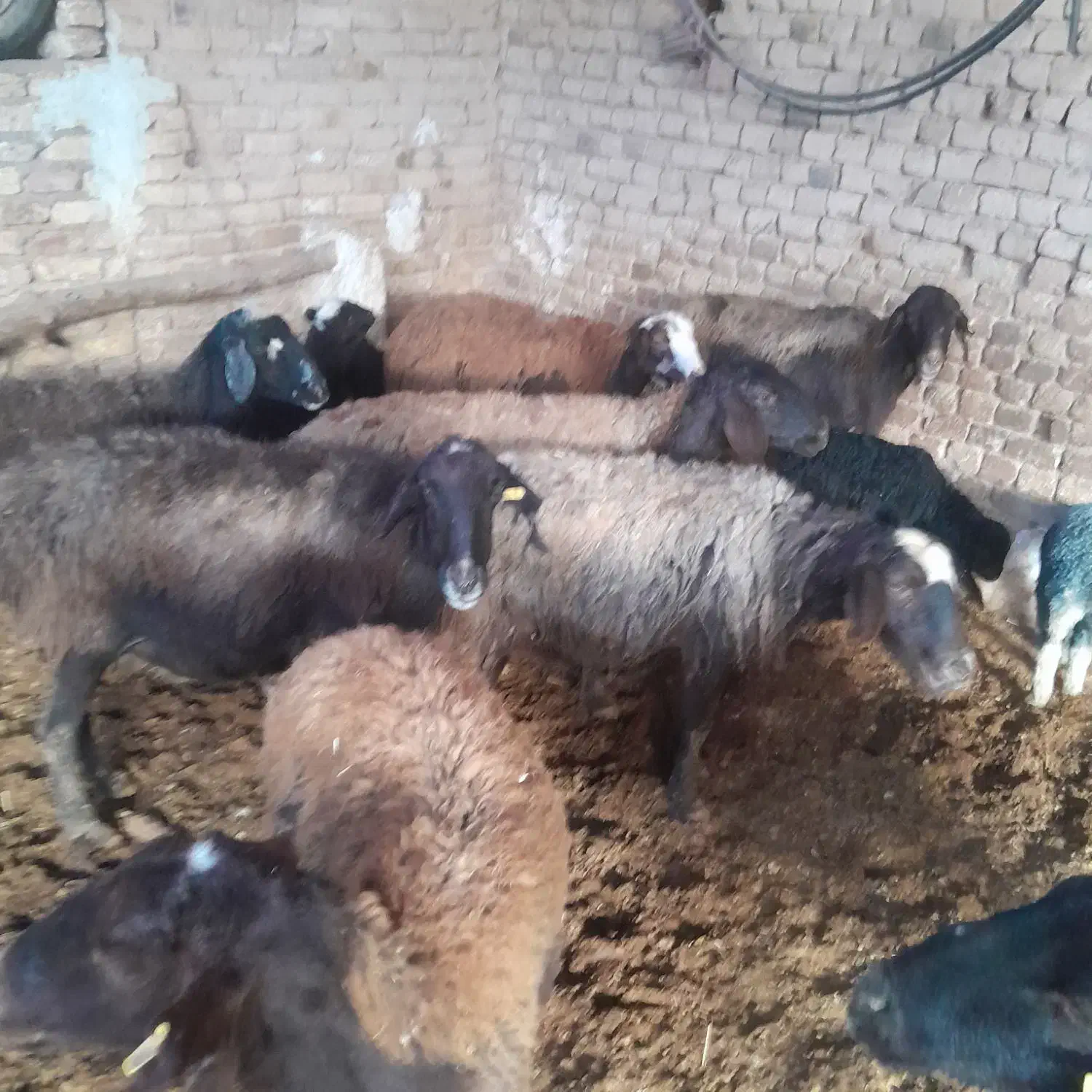 میش بره|حیوانات مزرعه|قزوین, |دیوار