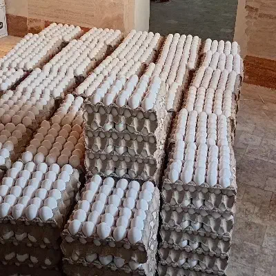 تخم مرغ عمده از مرغداری|عمدهفروشی|تهران, افسریه شمالی|دیوار