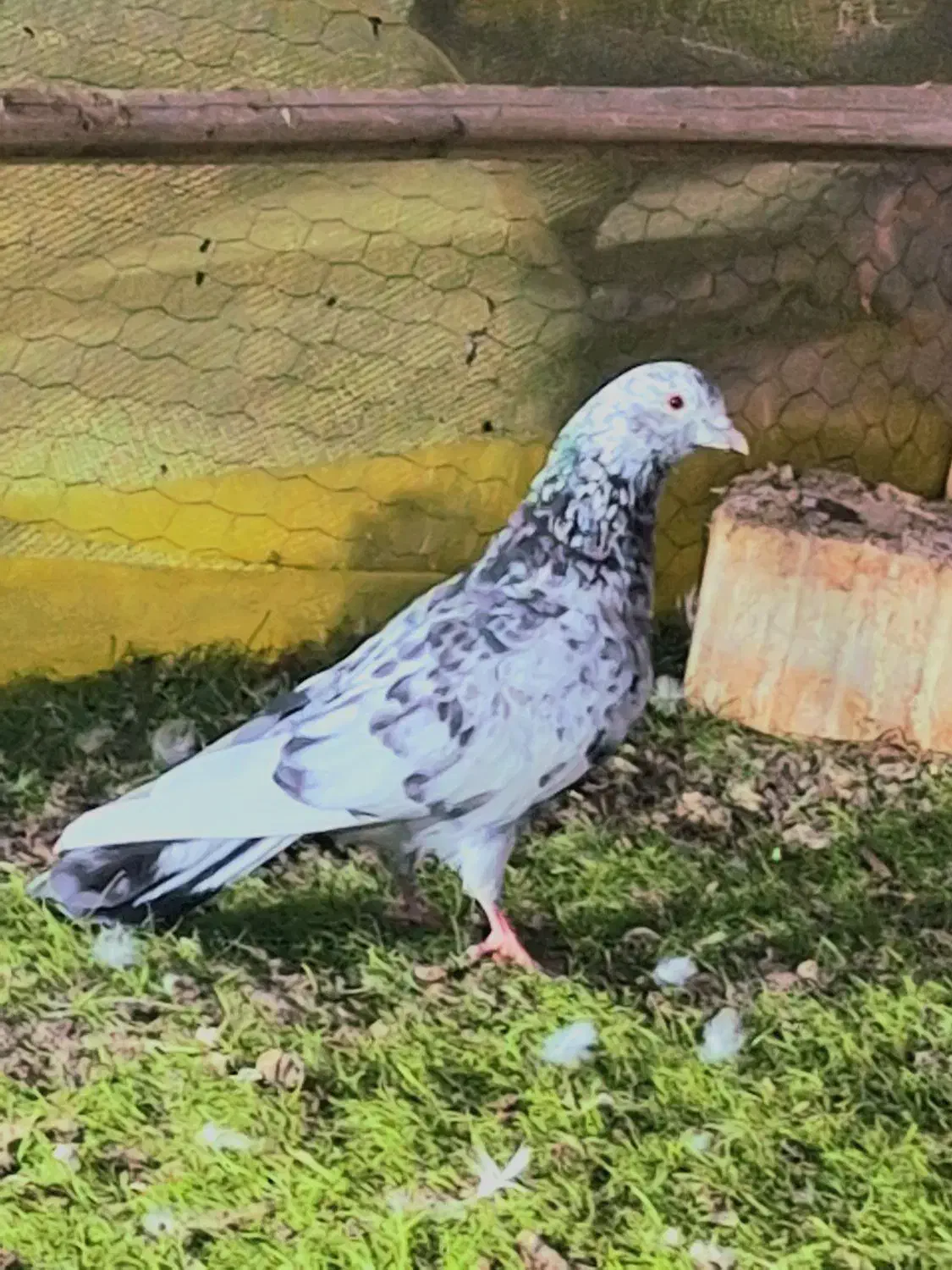 کبوتر کاشانی پرشی|حیوانات|ایرانشهر, |دیوار