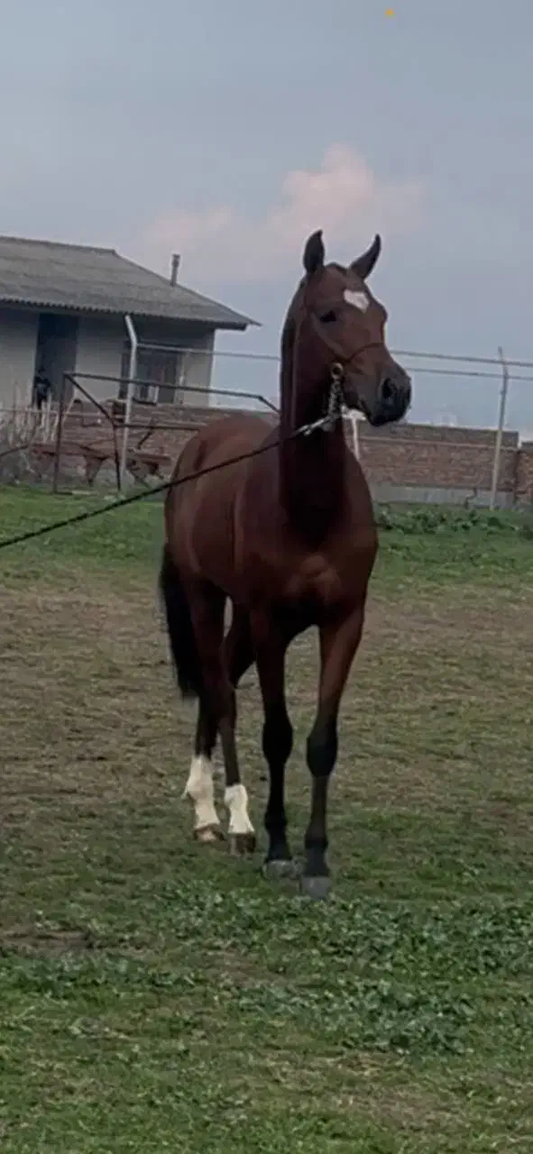 اسب ترکمنی|اسب و تجهیزات اسبسواری|گرگان, |دیوار