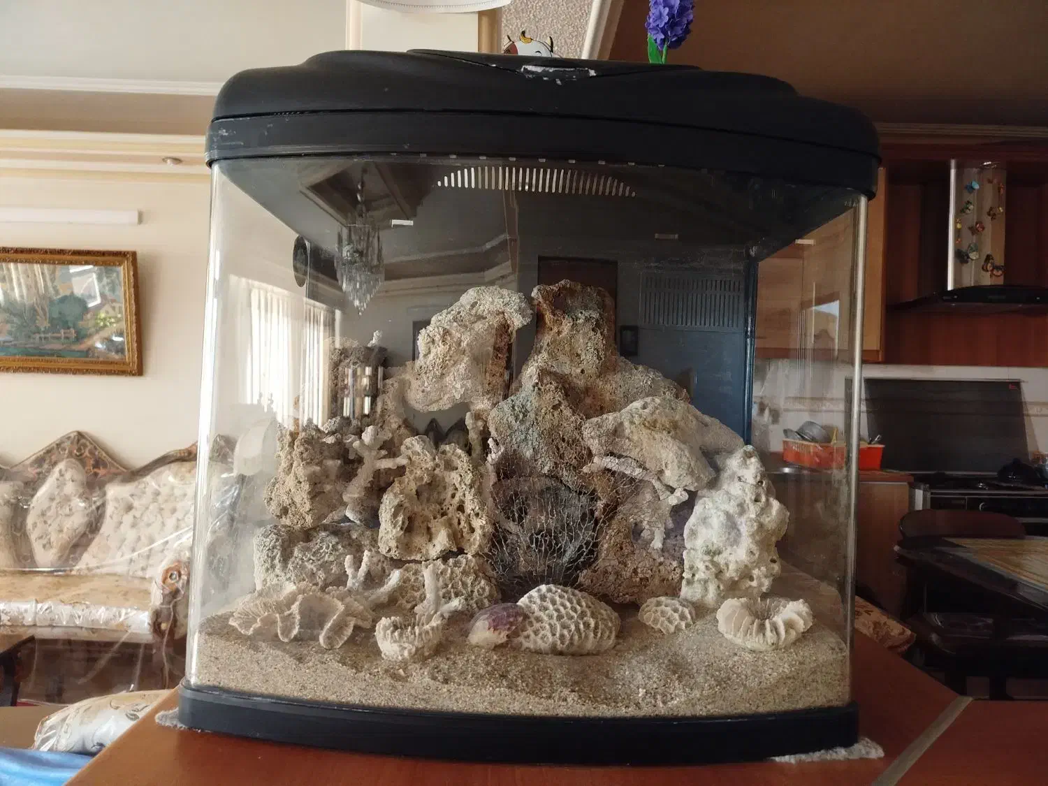 آکواریوم آب شور و شیرین|ماهی|مشهد, تربیت (صدف)|دیوار