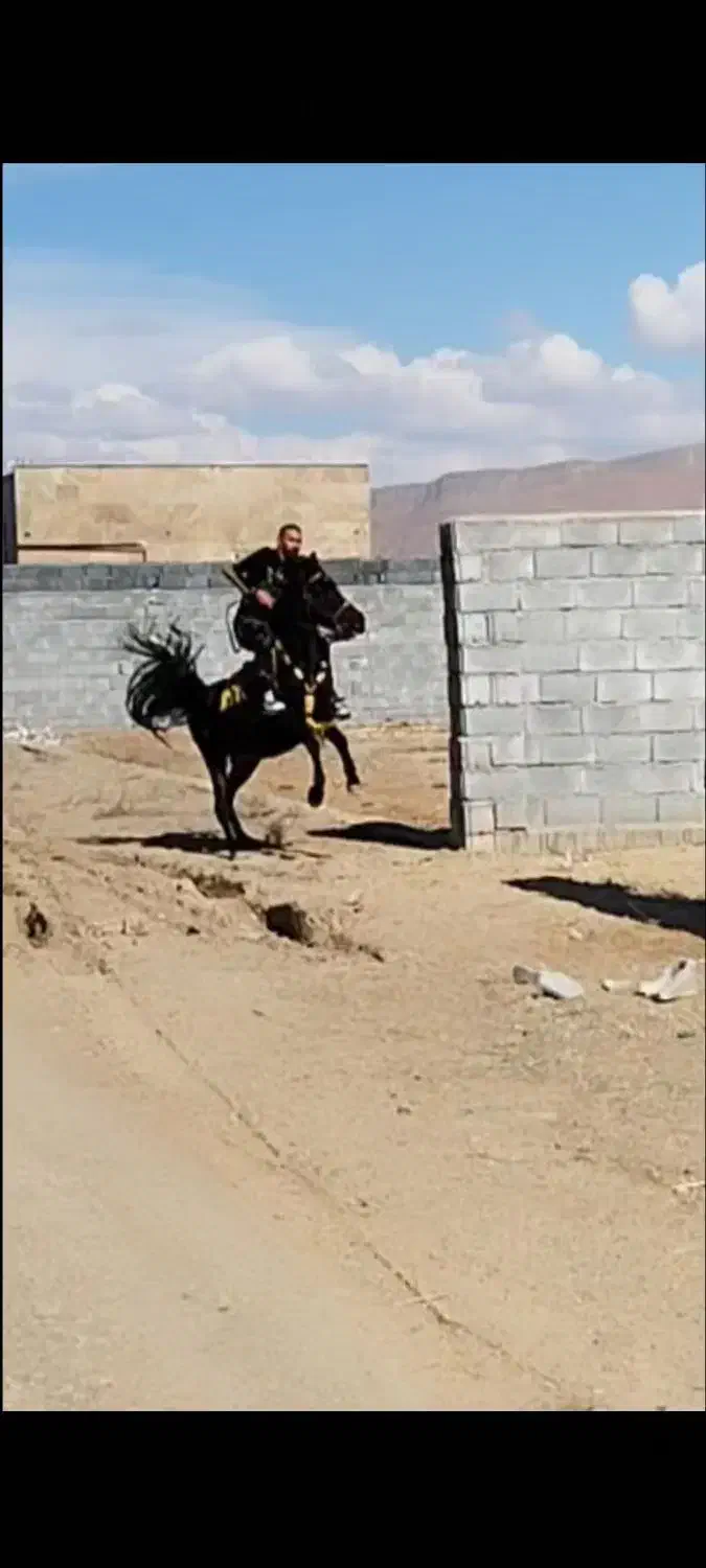 اسب|اسب و تجهیزات اسب‌سواری|اراک, |دیوار