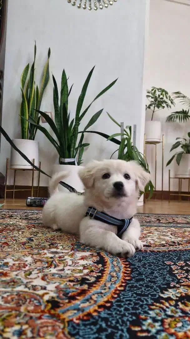 سگ اشپتز|سگ|محمدشهر, شهرک پیام (مهرالبرز)|دیوار