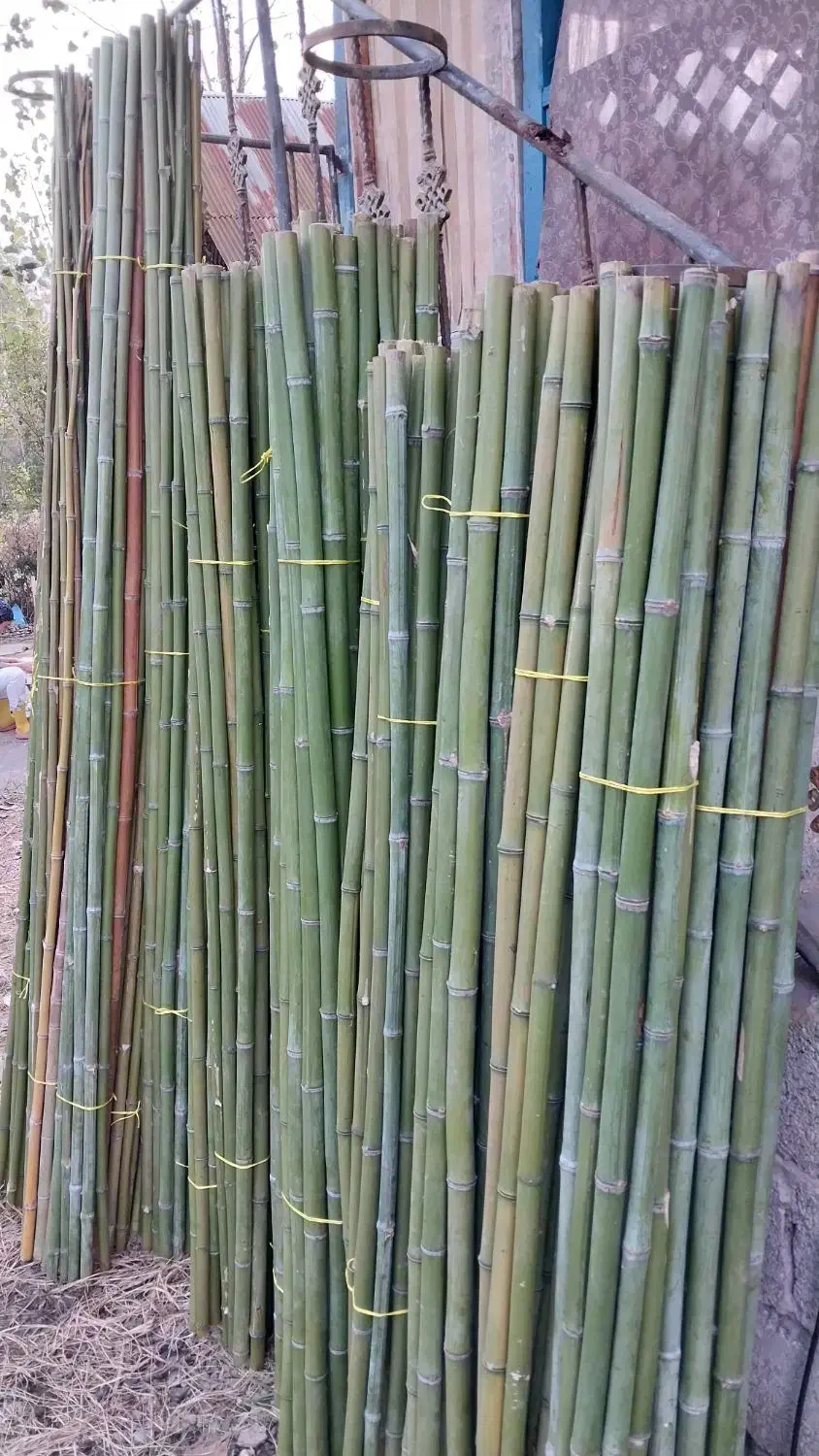 بامبو|گل و گیاه طبیعی|چهاردانگه (تهران), |دیوار