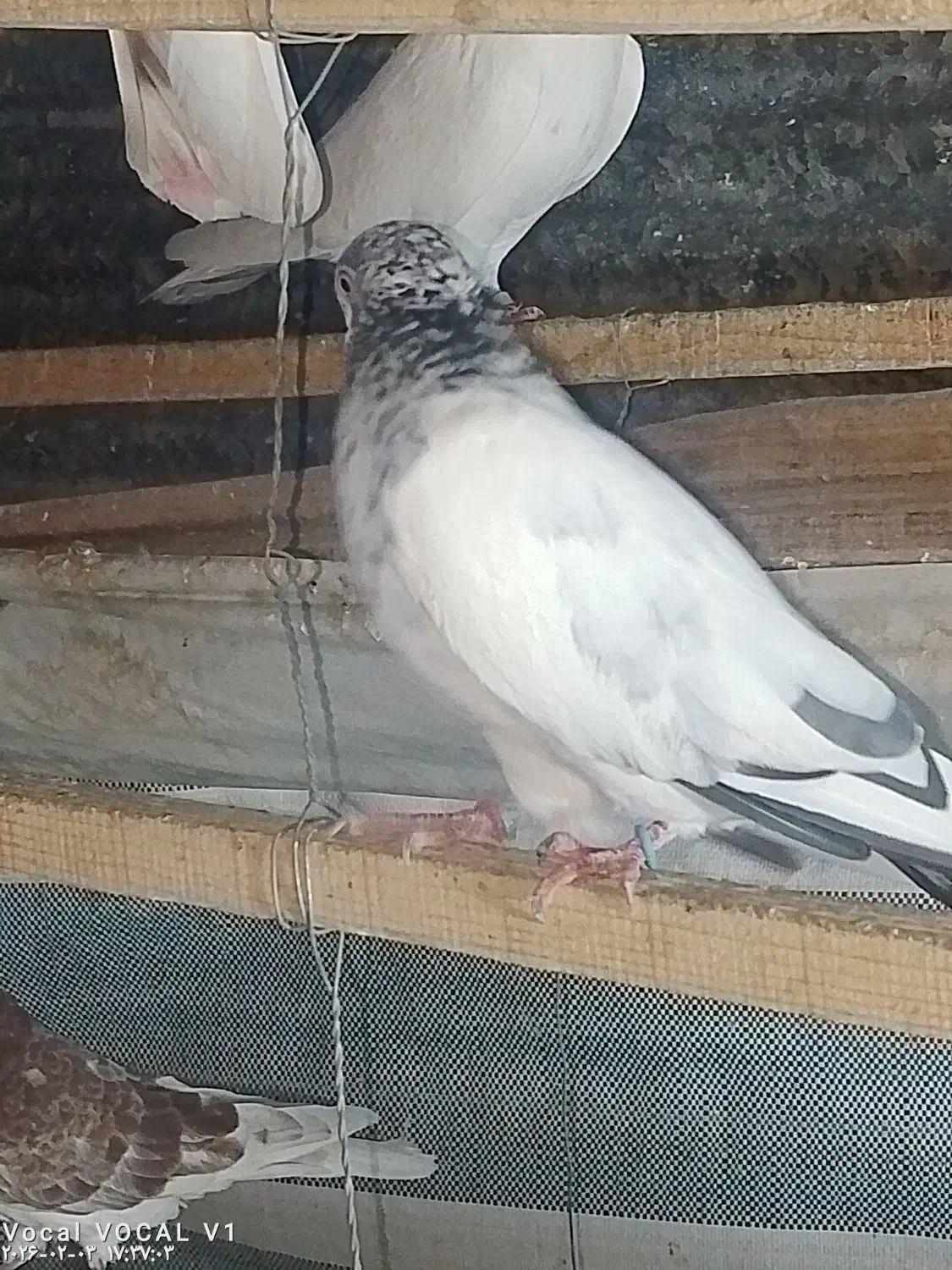 کبوتر|حیوانات|سنگر, |دیوار