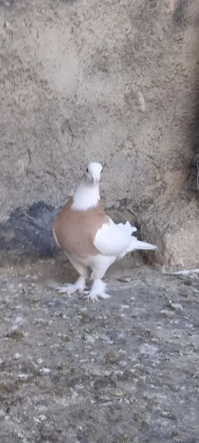 کفتر ماده تخمگذار|پرنده|شیروان (خراسان), |دیوار