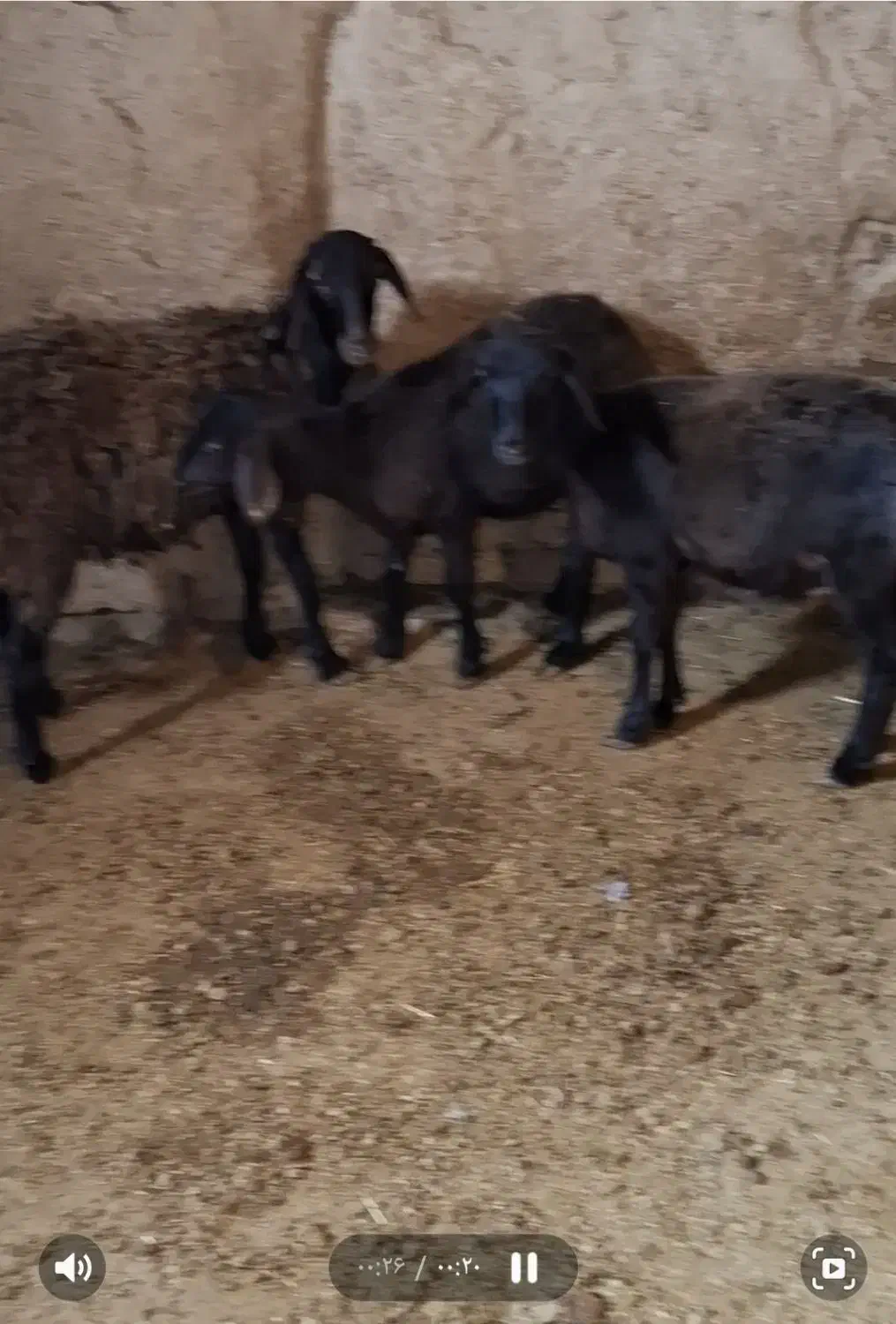 ۳عدد بره گوسفند گمشده|حیوانات|تنکمان, |دیوار