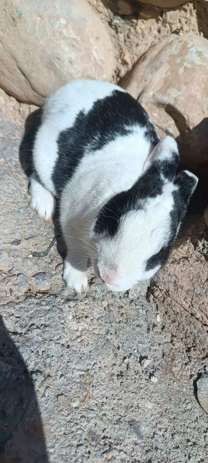 خرگوش|موش و خرگوش|خرم‌آباد, |دیوار