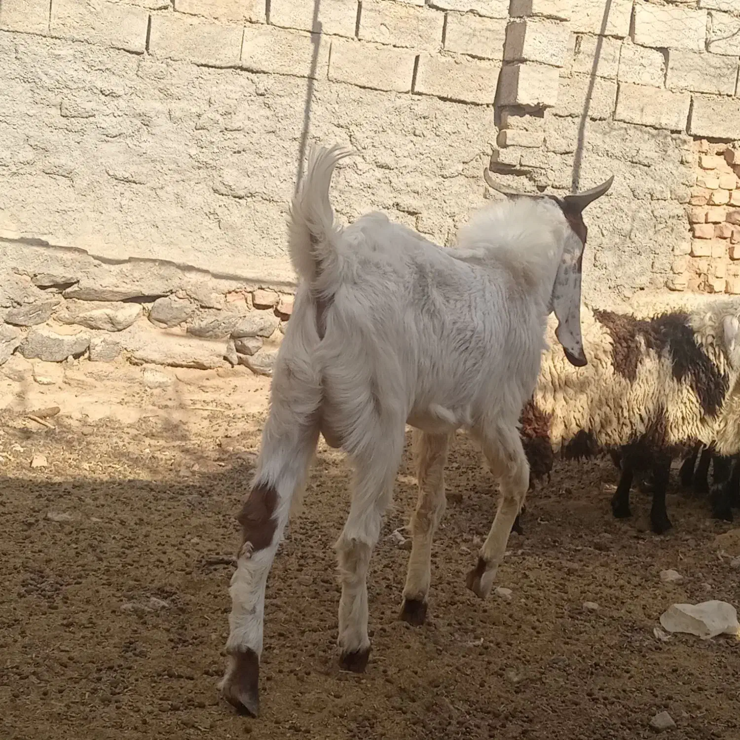 چبش دورگ پاکستانی|حیوانات مزرعه|گزیک, |دیوار