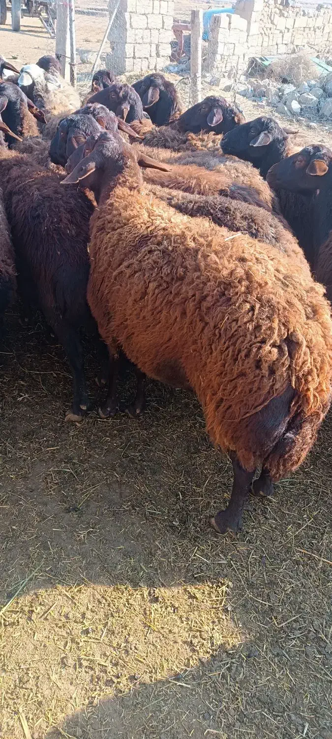 میش قزل|حیوانات مزرعه|سلماس, |دیوار