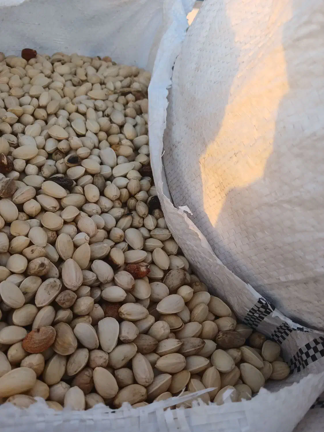 پسته پوک کمر آبی و زرده نخودو خریدارم نقد|خدمات باغبانی و درختکاری|بهمن, |دیوار