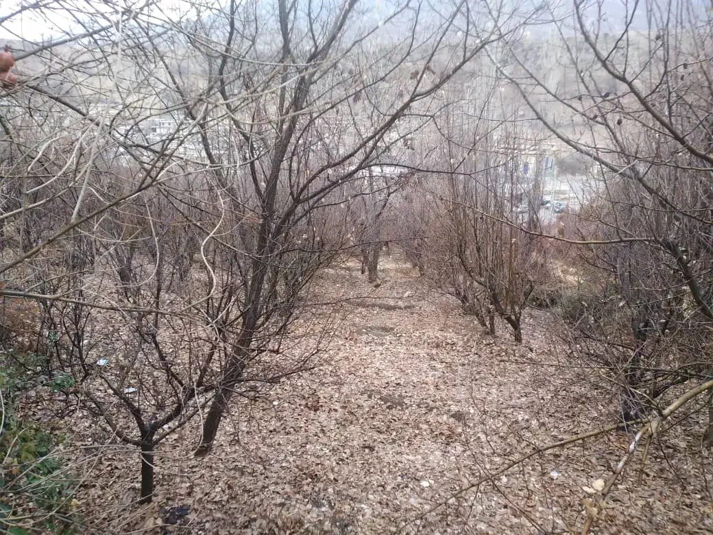 باغ|فروش زمین و ملک کلنگی|سی‌سخت, |دیوار