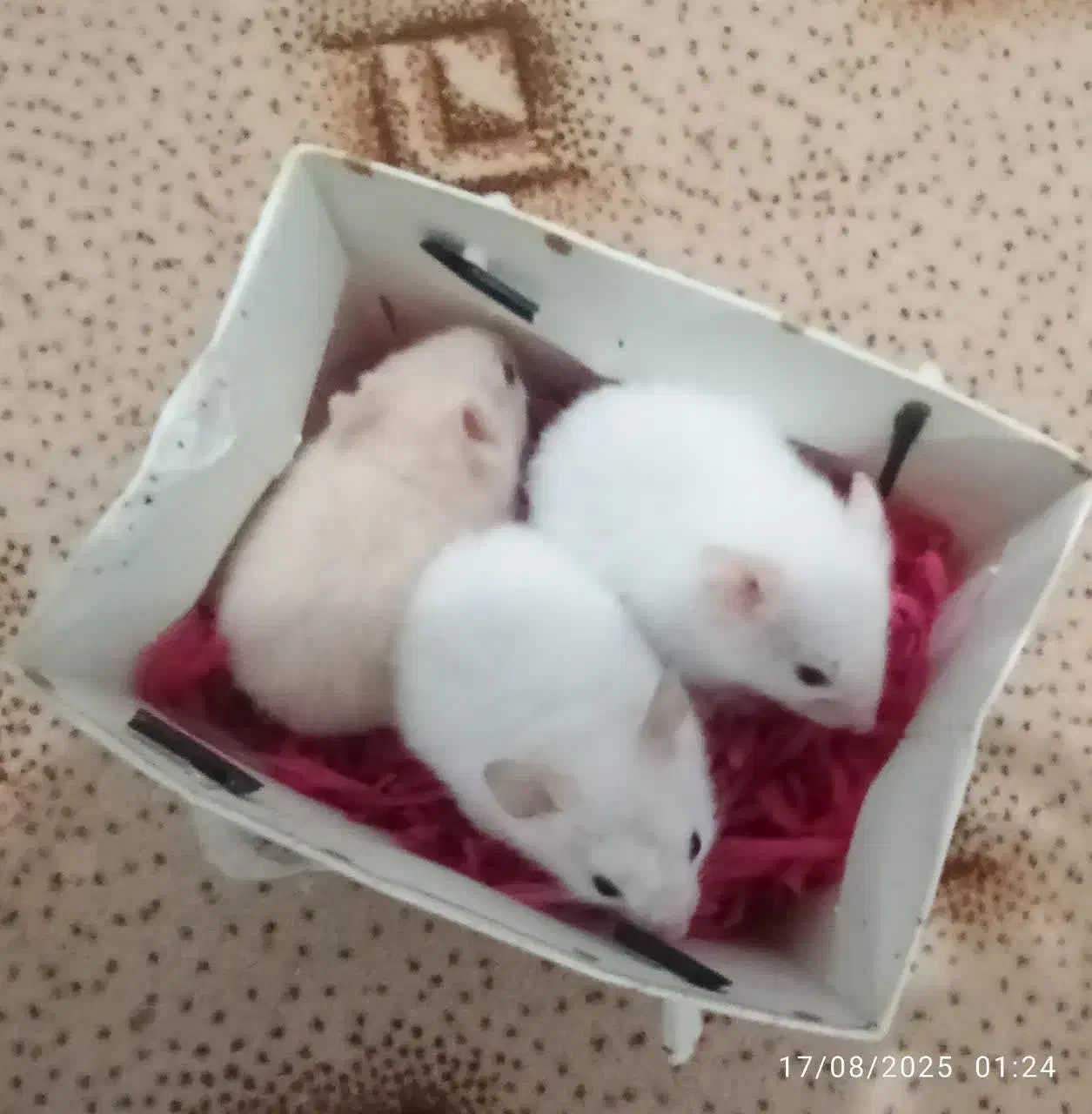 همستر سوری فقط همه باهم|موش و خرگوش|قم, پشت انبار نفت|دیوار