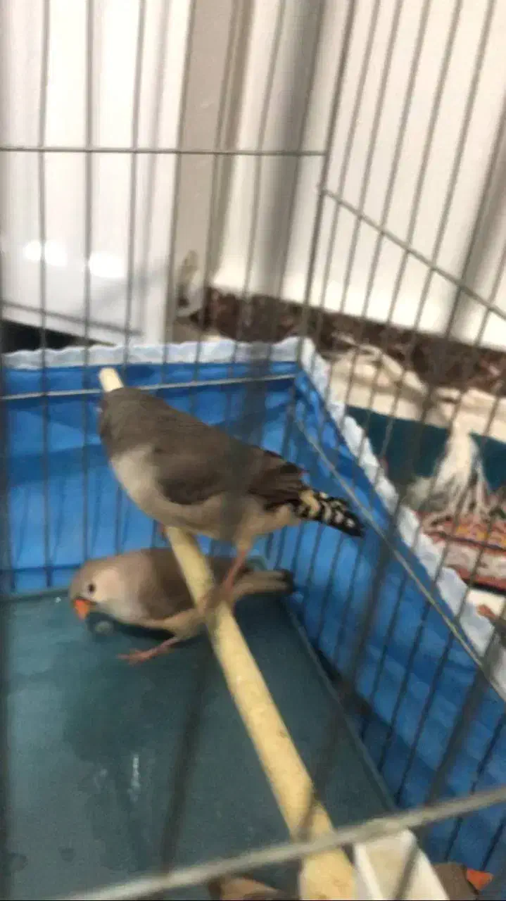 جوجه ۳ماهه فنچ کینگ|پرنده|پاکدشت, پاکدشت (مامازند)|دیوار