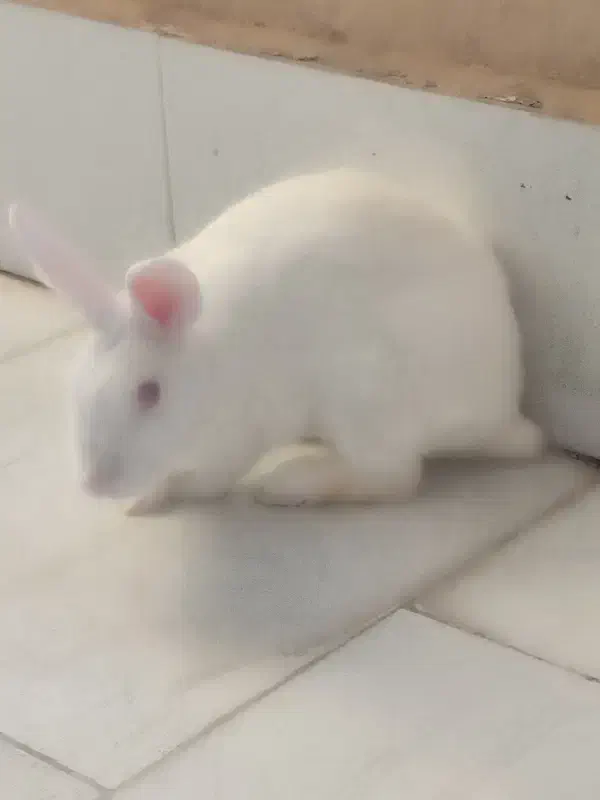 خرگوش چشم قرمز|موش و خرگوش|گلبهار, شهر جدید گلبهار|دیوار