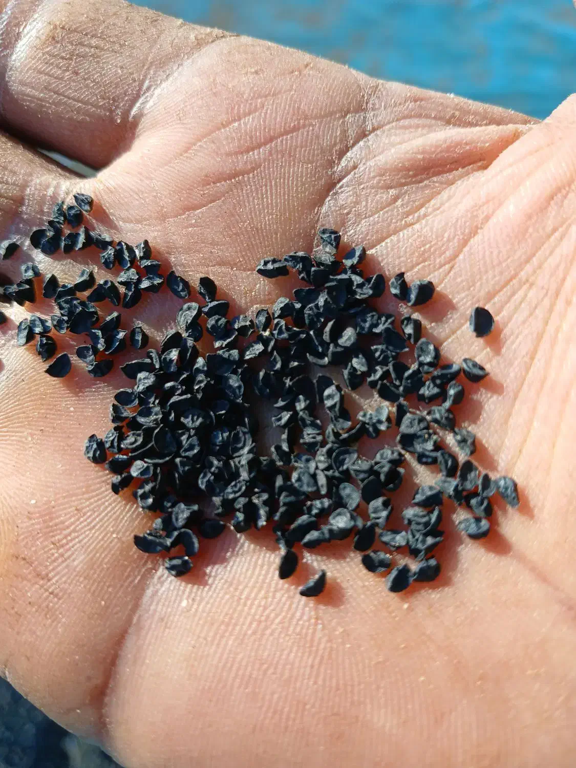 فروش بذر مینروا با کیفیت|خدمات باغبانی و درختکاری|جیرفت, |دیوار