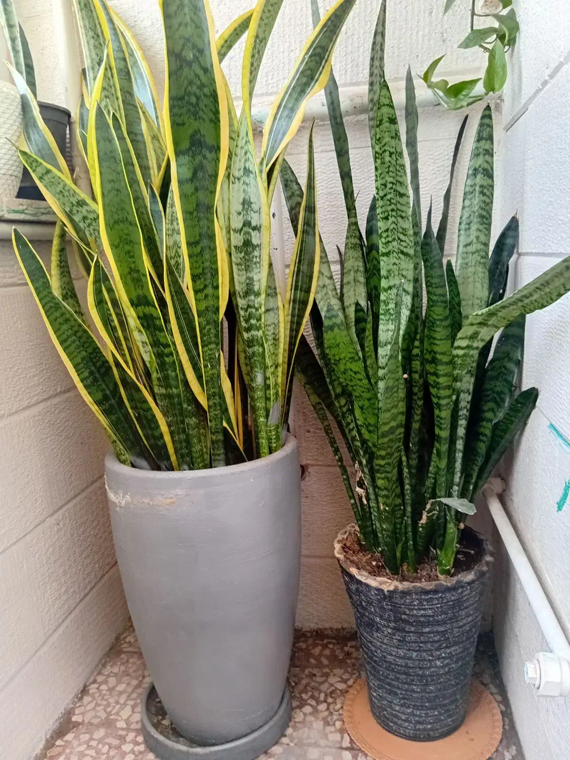 وسایل منزل|صنایع دستی و سایر لوازم تزئینی|اندیشه, اندیشه فاز ۱|دیوار