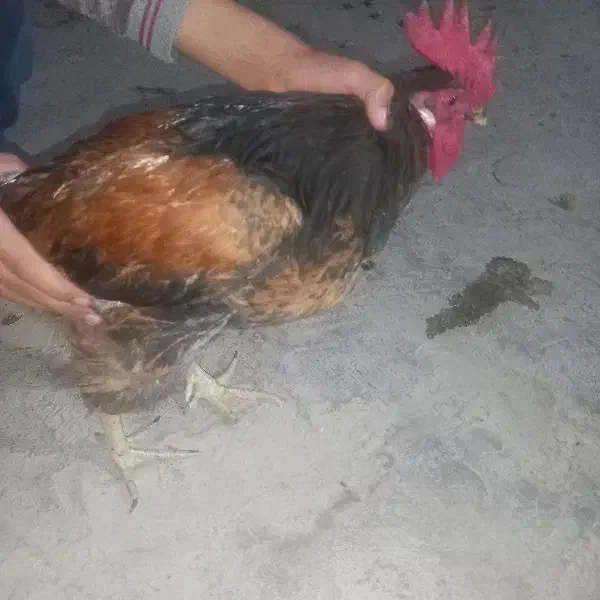 مرغ محلی وخروس محلی|حیوانات مزرعه|کرمان, |دیوار