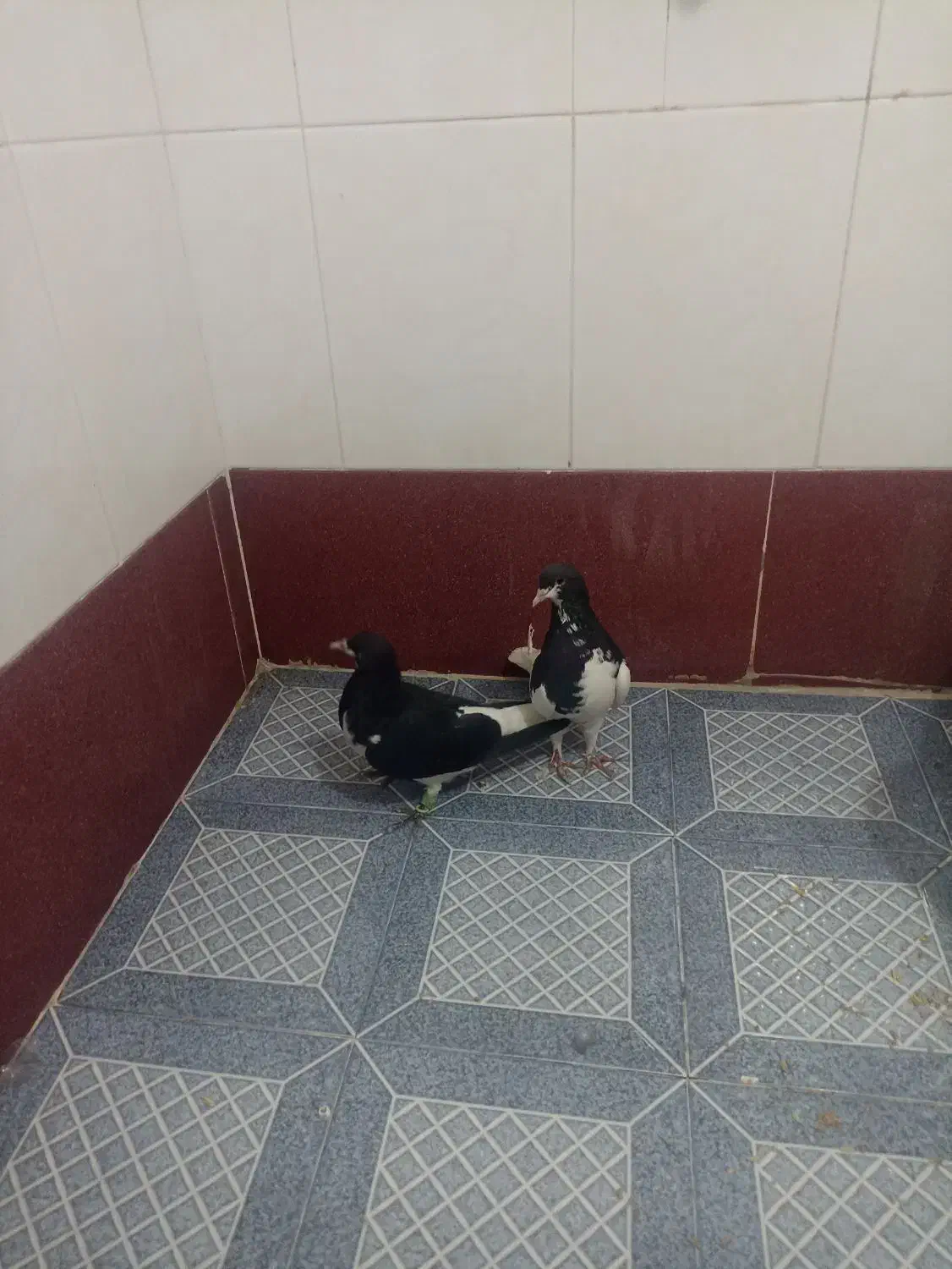 کبوتر شهری|پرنده|شیراز, شهرک مهرگان|دیوار