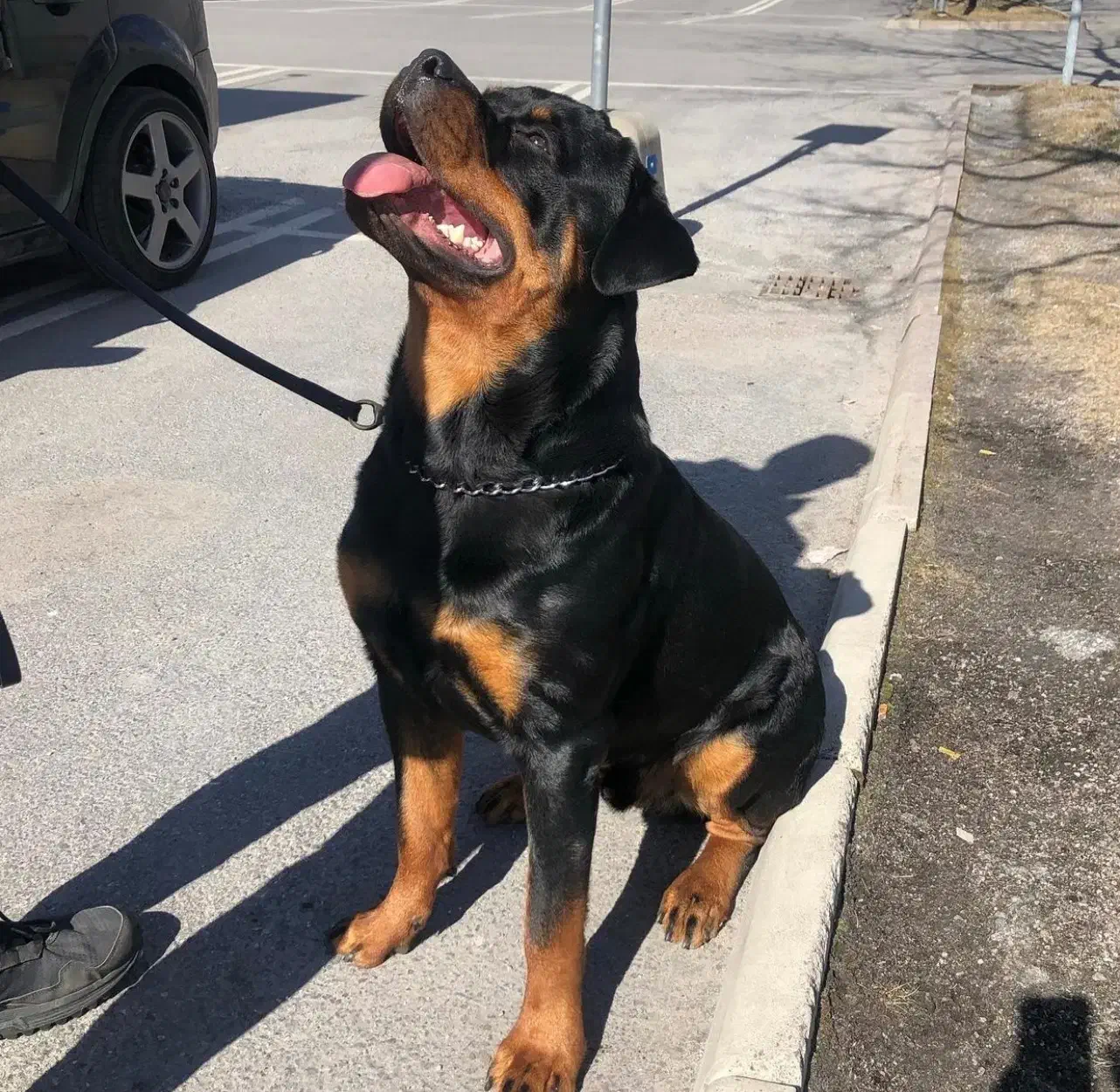 روتوایلر اروپایی|سگ|کوهسار (البرز), |دیوار