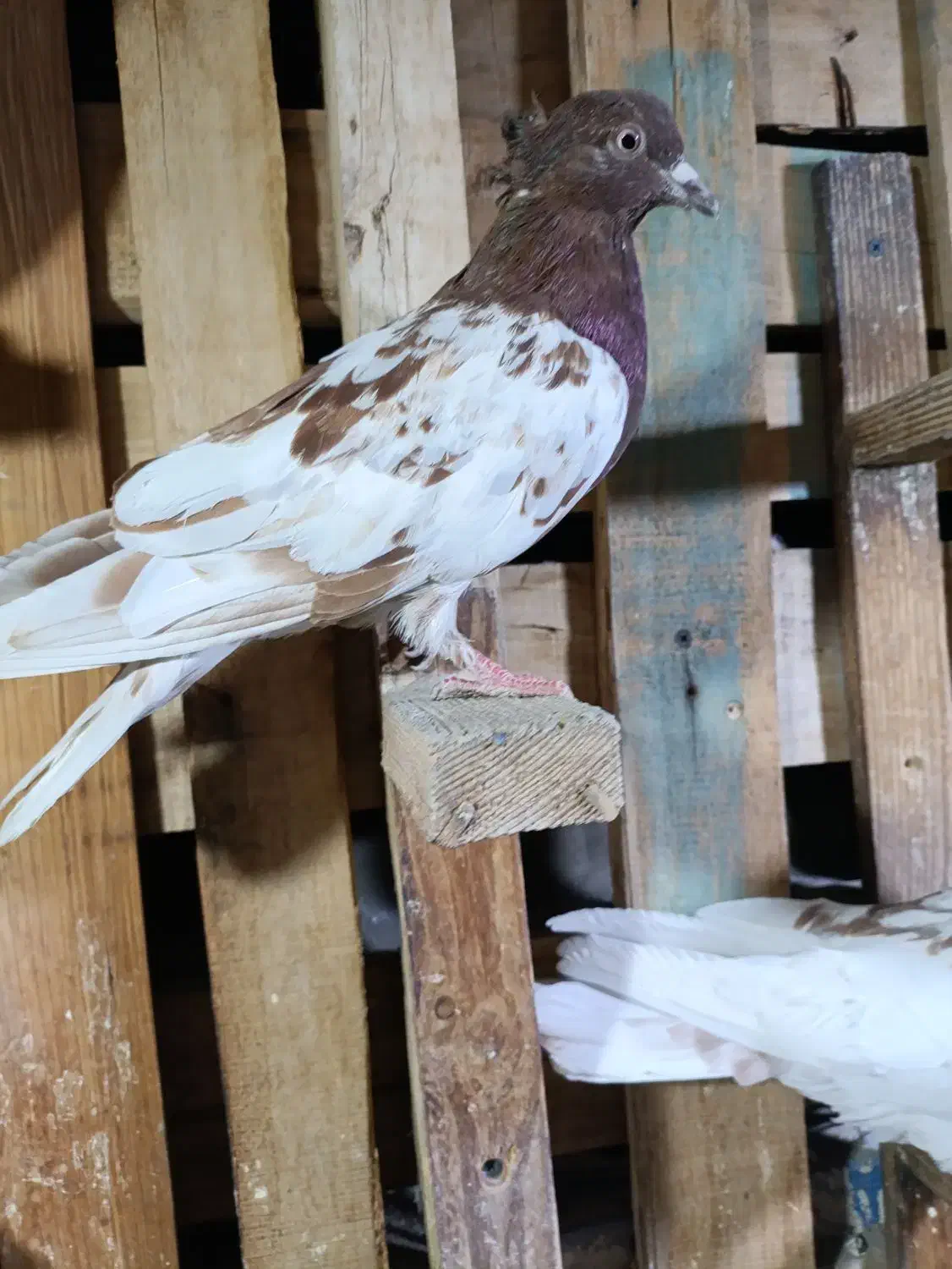 کله سرخ خونی|پرنده|کرج, کوی امامیه|دیوار