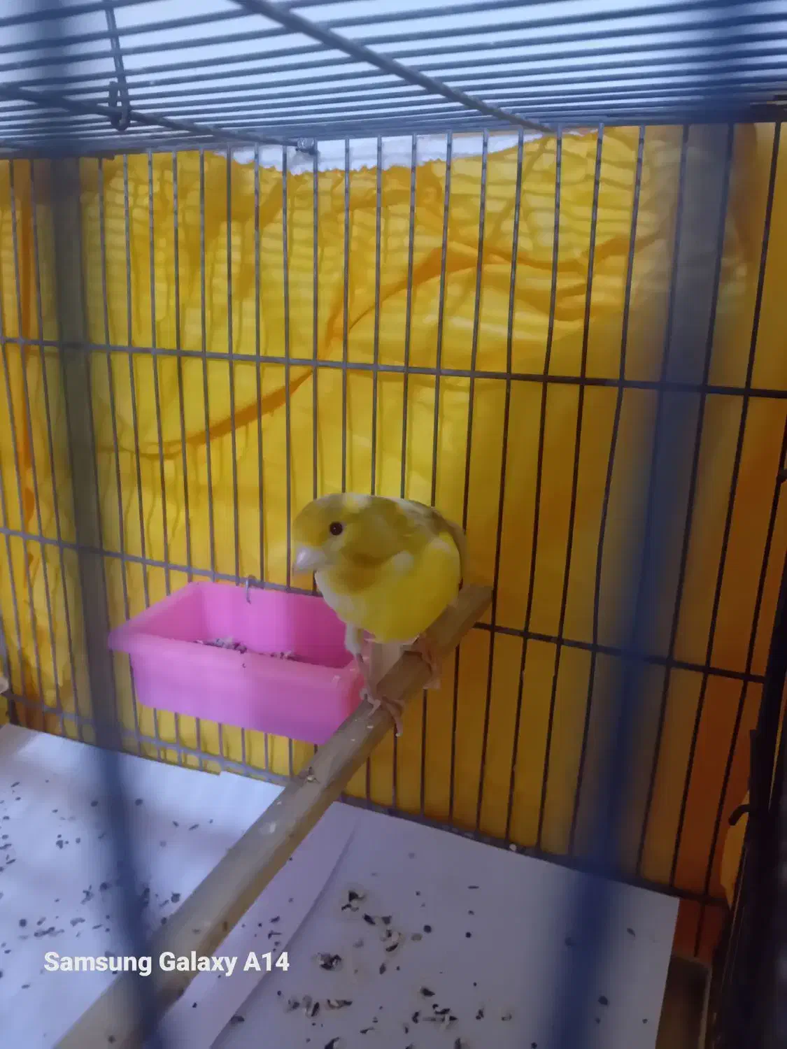 یک جفت قناری مست مست|پرنده|تهران, دروس|دیوار