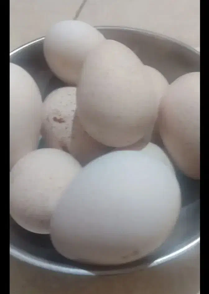 تخم بوقلمون برنز  ۵۰/۰۰۰|حیوانات مزرعه|تهران, پونک|دیوار