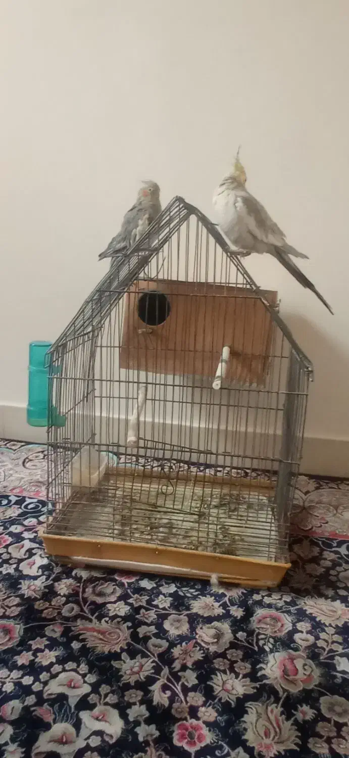 یک جفت عروس هلندی|پرنده|تهران, سبلان (لشگر)|دیوار