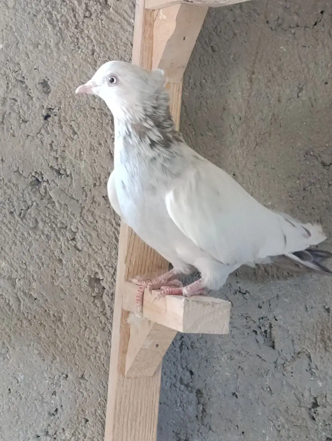 سینه سوسنی ابی|پرنده|شیراز, شیشه‌گری|دیوار