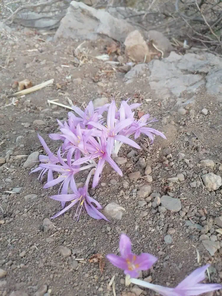 زمین مسکونی موقعیت خیابان بسیج کوچه ۸|فروش زمین و ملک کلنگی|فیروزآباد (فارس), |دیوار