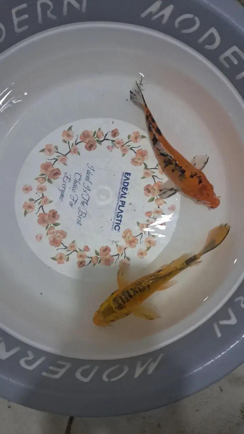 ماهی قرمز|ماهی|بهارستان, |دیوار