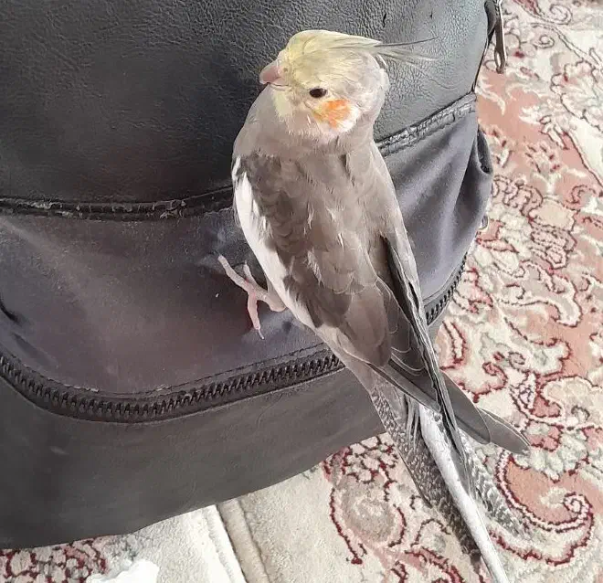 طوطی عروس هلندی گمشده|پرنده|بجنورد, |دیوار