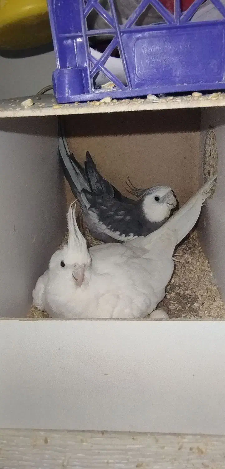 یک جفت عروس هلندی آلبینو و وایت فیس|پرنده|قم, ناصردیوان|دیوار