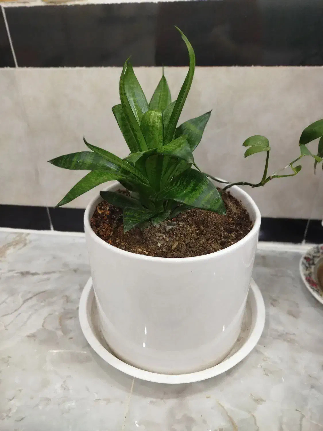 گل آگلونماصورتی وگل سانسوریاکوتاه|گل و گیاه طبیعی|بوکان, |دیوار