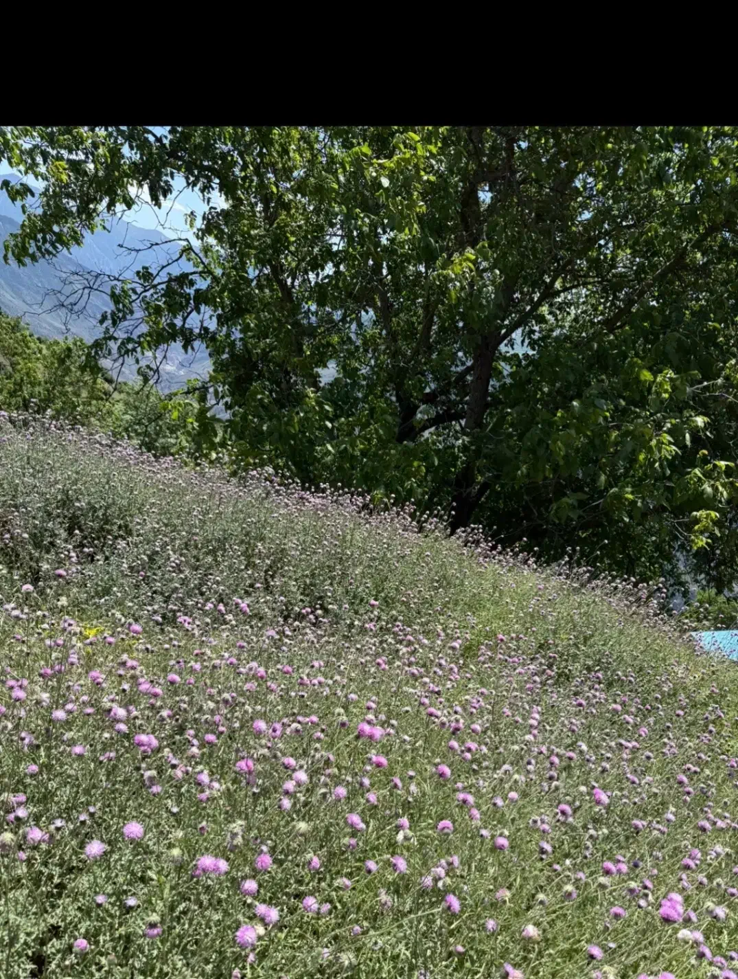 زمین|فروش خانه و ویلا|پل سفید, |دیوار