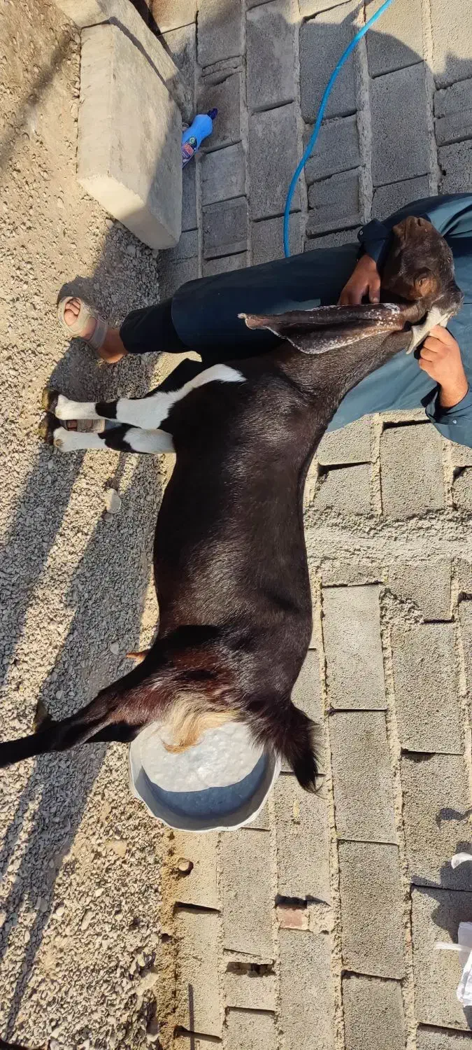 بزمری|حیوانات مزرعه|ایرانشهر, |دیوار