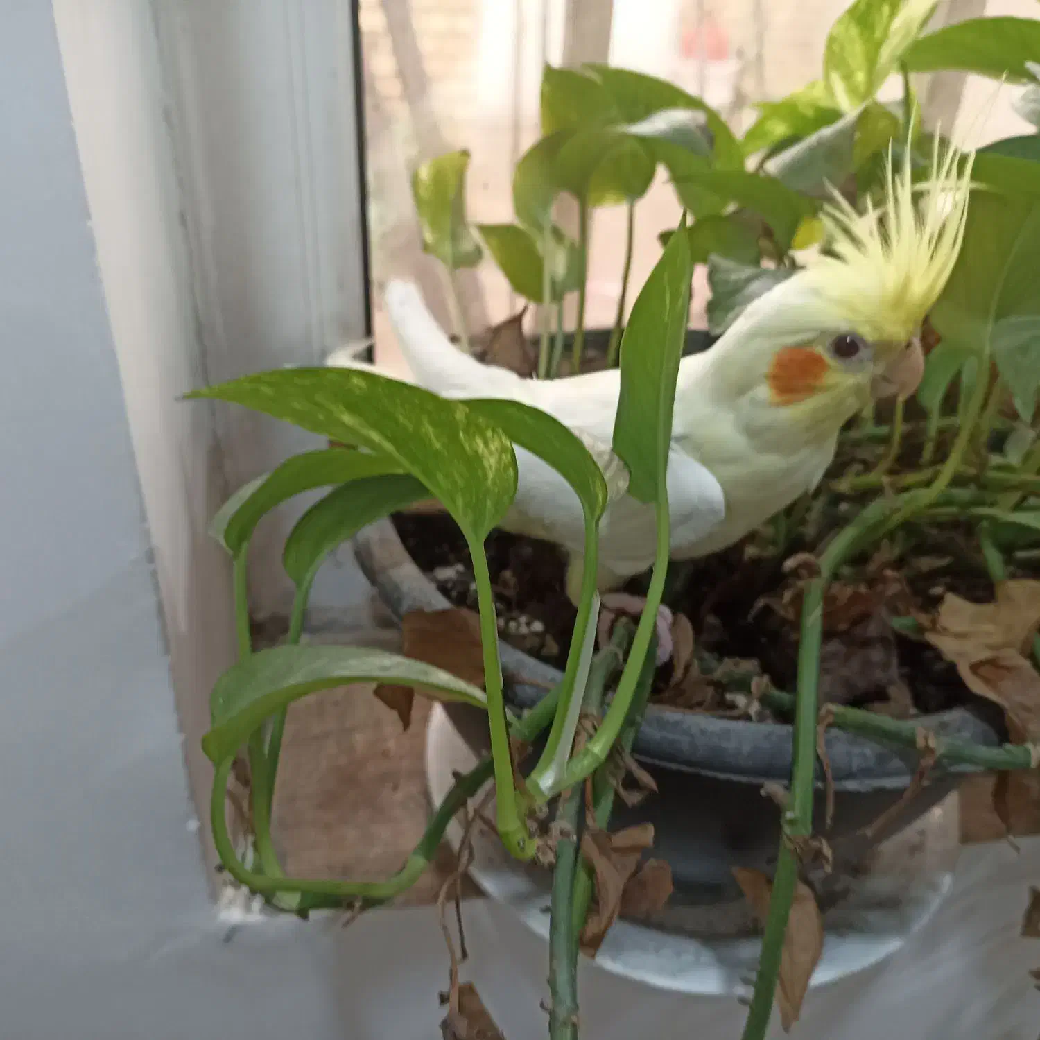 عروس هلندی|پرنده|آبادان, |دیوار