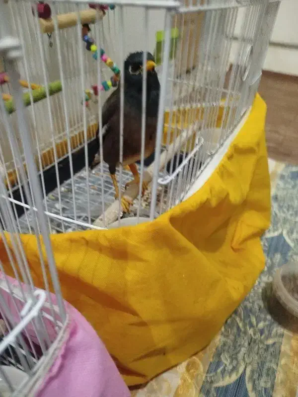 جوجه مینا تاج دار طلایی شهریار|پرنده|شهریار, اسکمان|دیوار