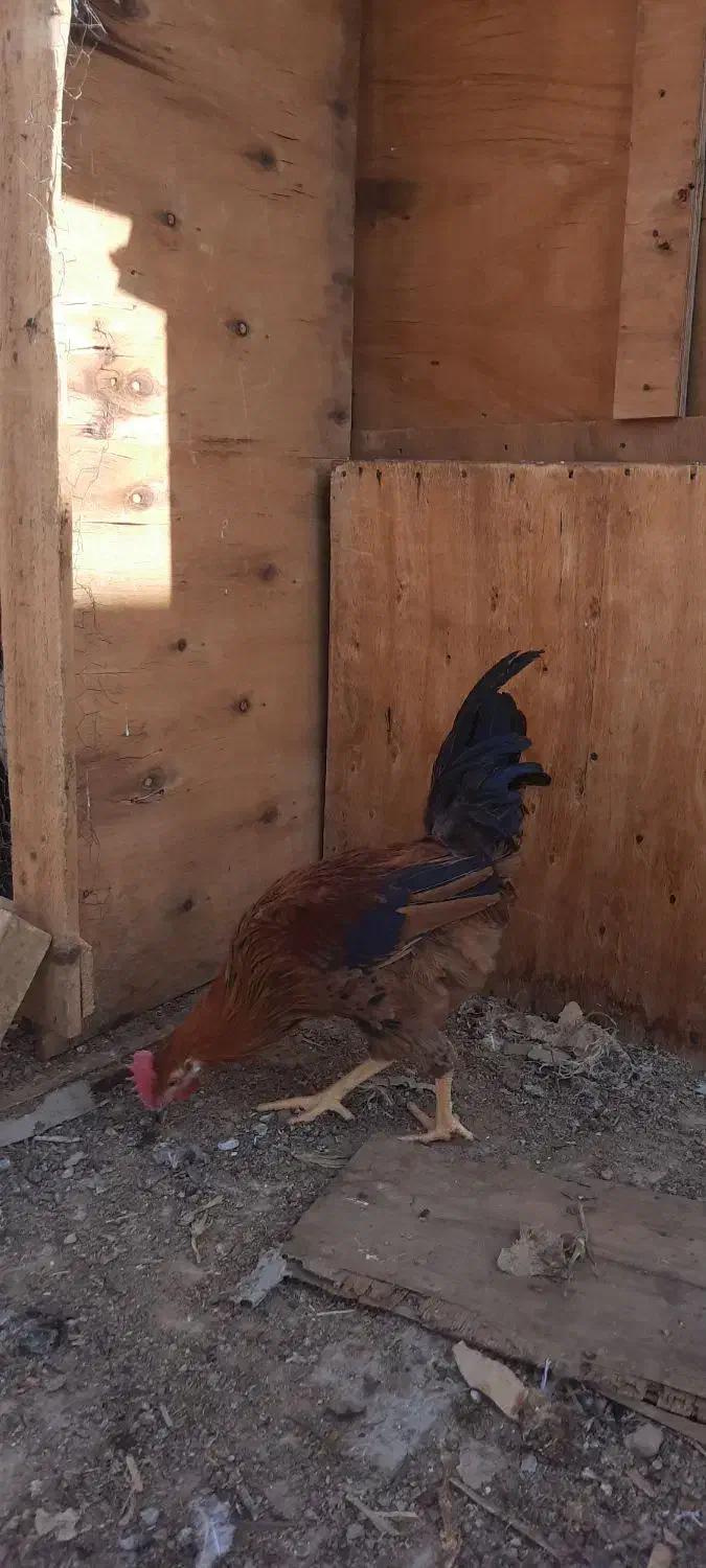 فروش خروس محلی و گلین|حیوانات مزرعه|شاهین‌شهر, مورچه خورت|دیوار