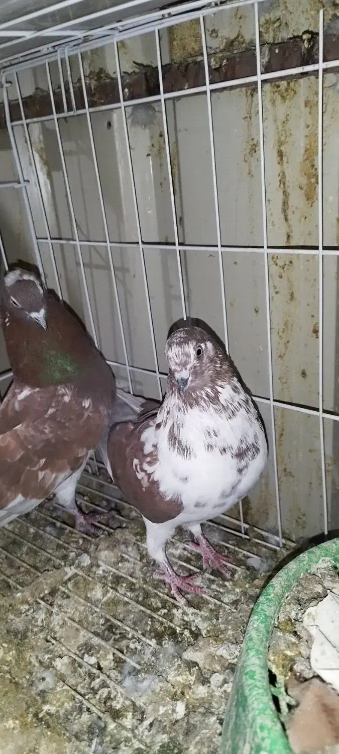 همه پرنده ها پامیل وبازی|پرنده|بندر ماهشهر, |دیوار