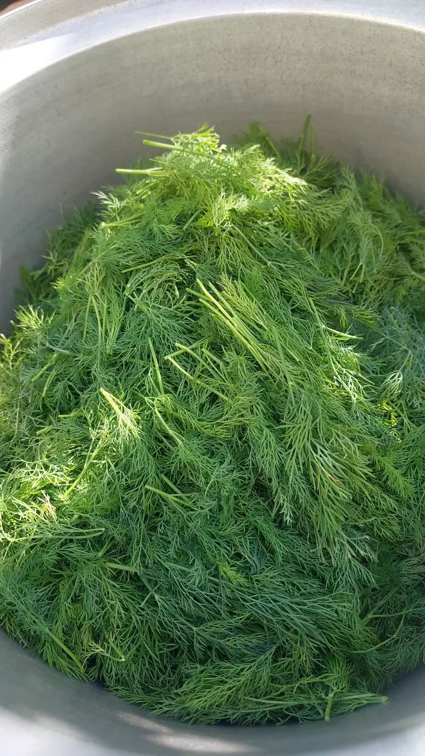 شویدمحلی|خوردنی و آشامیدنی|بسطام, |دیوار