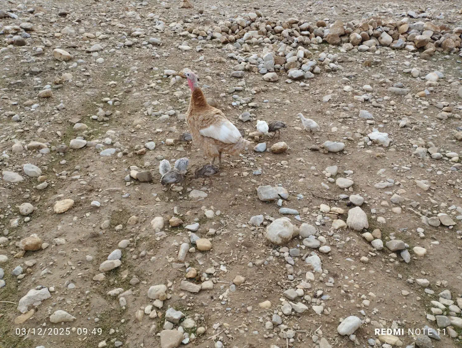 جوجه بوقلمون یک ماهه|حیوانات مزرعه|اندیمشک, |دیوار