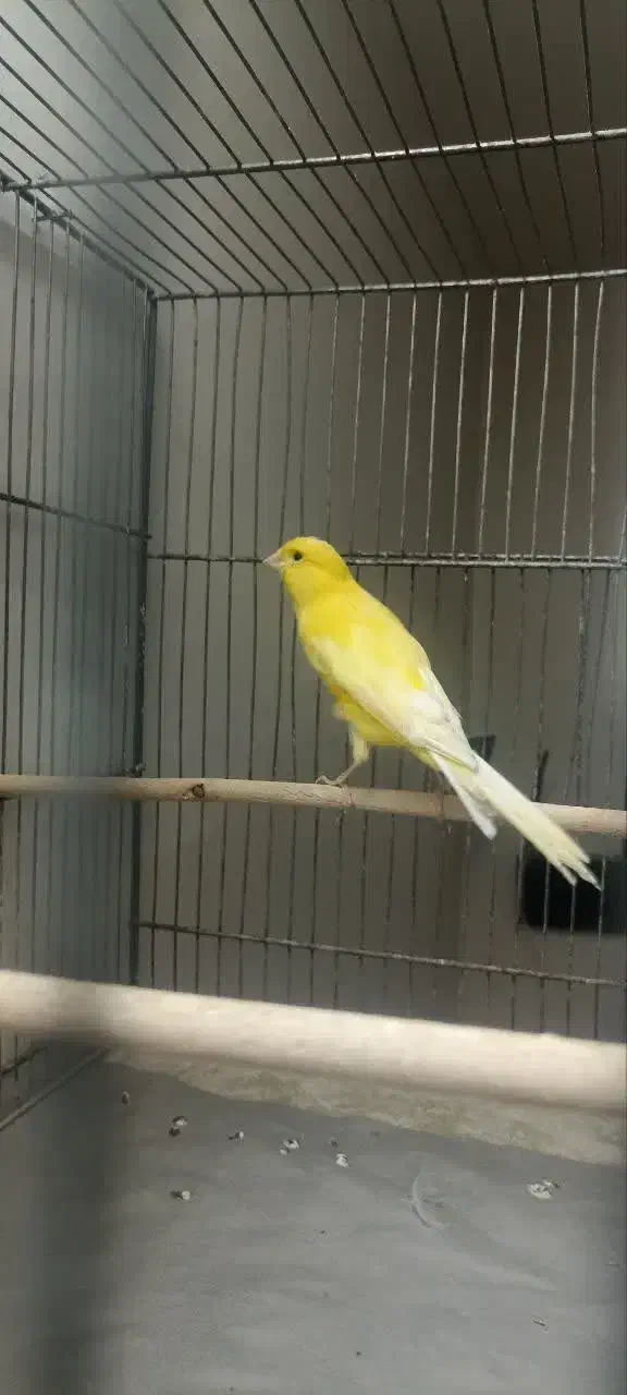 قناری نر بلند|پرنده|قم, هفت تیر|دیوار