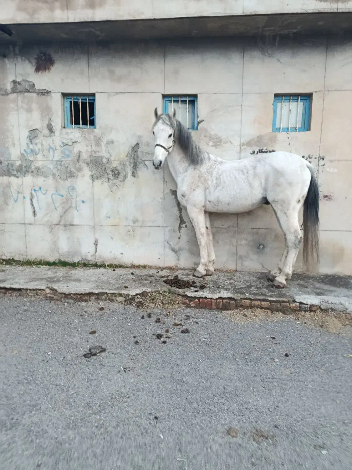 اسب|اسب و تجهیزات اسب‌سواری|شبستر, |دیوار