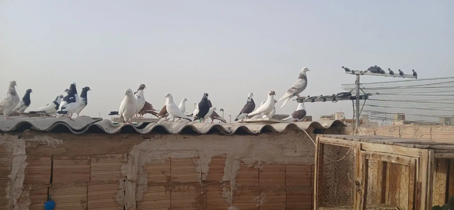 کفتر|پرنده|قم, کلهری|دیوار