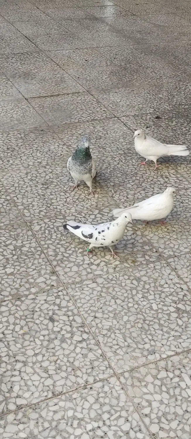 کبوتر|پرنده|مبارکه, |دیوار